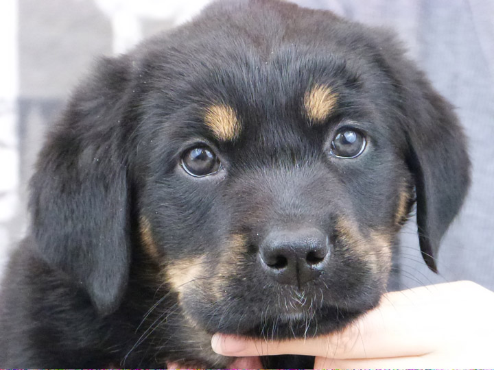 chinook puppy